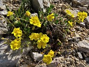 20 Helianthemum alpestre (Eliantemo alpestre)
